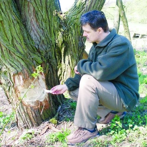 - Nasze bobry ścierają zęby na korze drzew - pokazuje Dariusz Godlewski z Nadleśnictwa Łomżyńskiego
