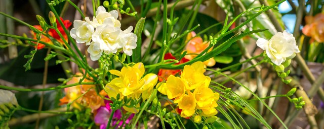 Frezje to bardzo lubiane kwiaty, które coraz trudniej kupić. Ale w sprzedaży można spotkać ich cebulki. Posadzone wiosną, zakwitną latem.