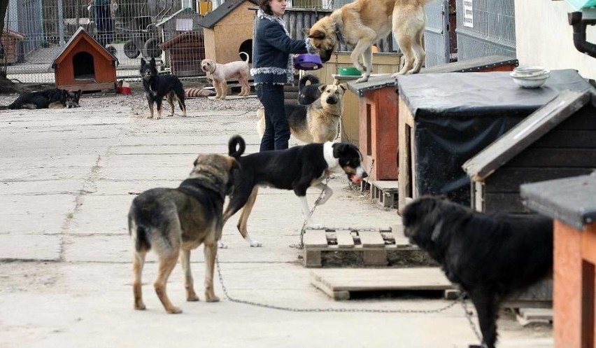 - 12 kwietnia około godziny 11.00 policja została...