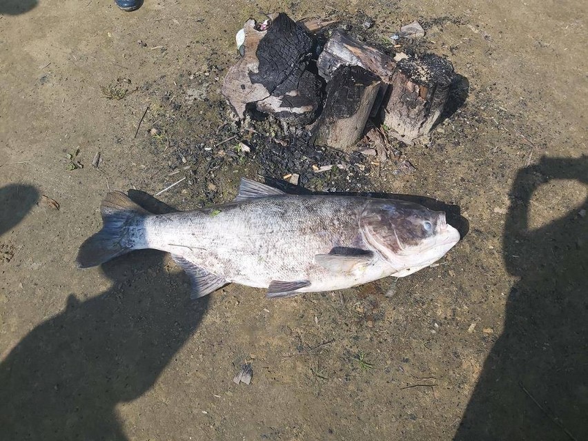 Martwe ryby w jeziorze w powiecie gryfińskim