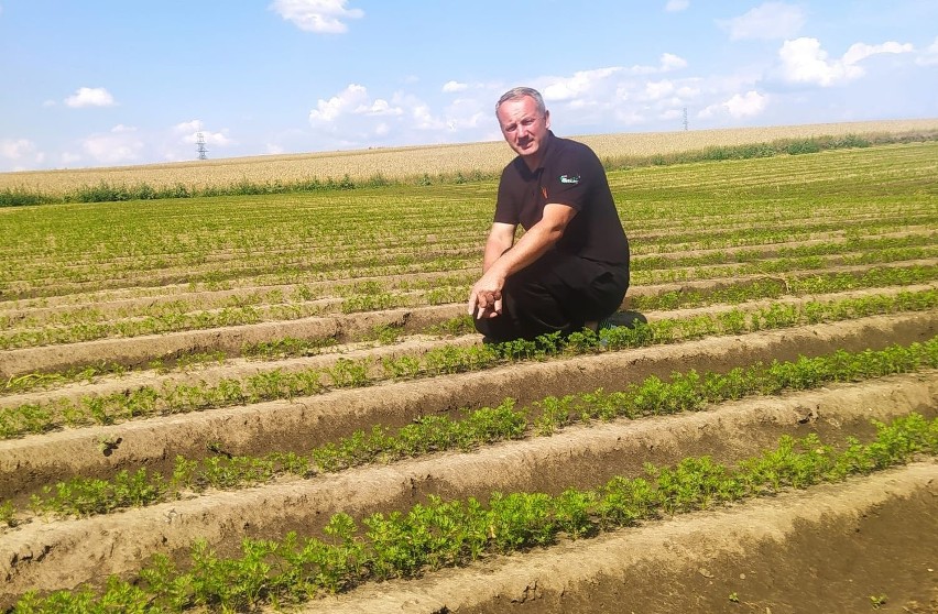 O połowę mniejsze zbiory warzyw w spółdzielni Sielec w gminie Skalbmierz. Wszystko przez dwumiesięczną suszę 