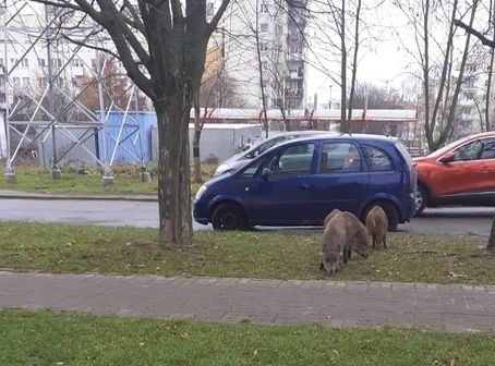 Dziki na Górczynie w Gorzowie widywane są bardzo często