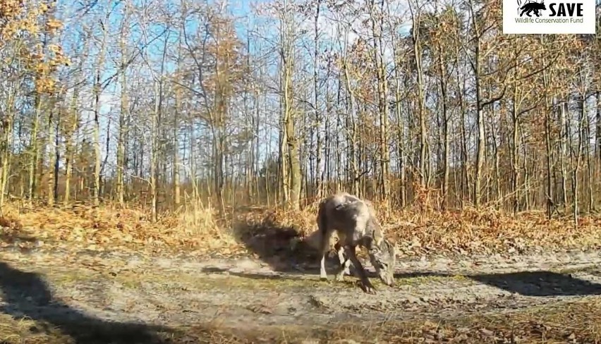 Groźna choroba pojawiła się u wilków w Świętokrzyskiem. Jest nagranie