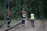 Wrocław: Nie jeździły tramwaje na Sępolno. Drzewo spadło na trakcję