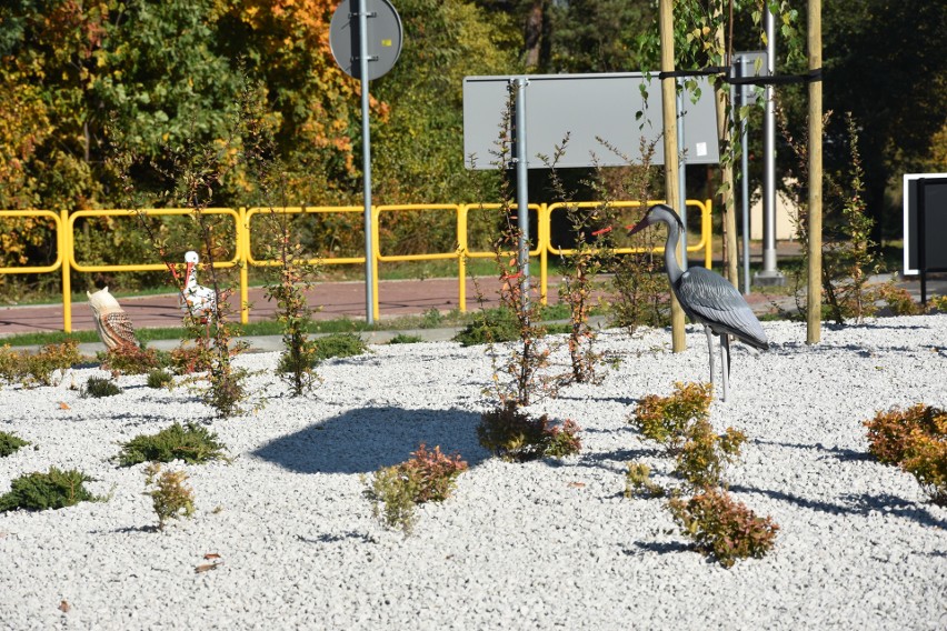 Starachowice: Ornitologiczne Zielone Rondo Celsium na ulicy Radomskiej. To będzie wizytówka miasta