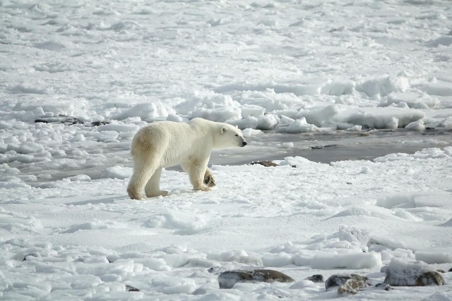 Niedźwiedzie polarne z Grenlandii przystosowały się do polowania w warunkach słodkowodnych. Korzystają w tym celu z lodu, który oderwał się od lodowców.