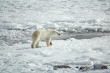 Niedźwiedzie polarne mogą przystosować się do globalnego ocieplenia. Naukowcy przekazali dobre informacje 