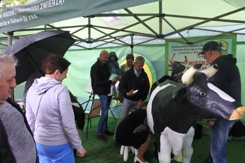 Mistrzostwa w dojeniu sztucznej krowy w Troszynie: oto zwycięzcy [ZDJĘCIA,  WYNIKI]