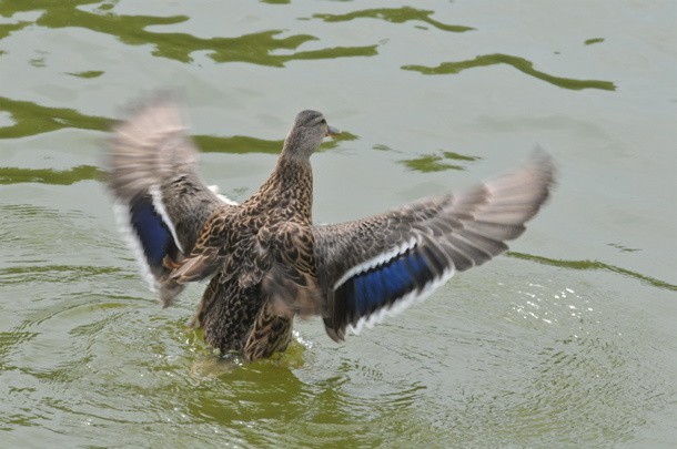 Wreszcie nie tylko kaczki mogą skorzystać z kąpieli w jeziorze.