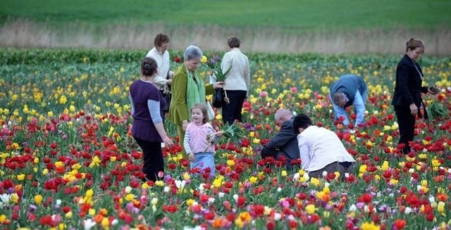 Tulipanowa majówka w Chrzypsku Wielkim