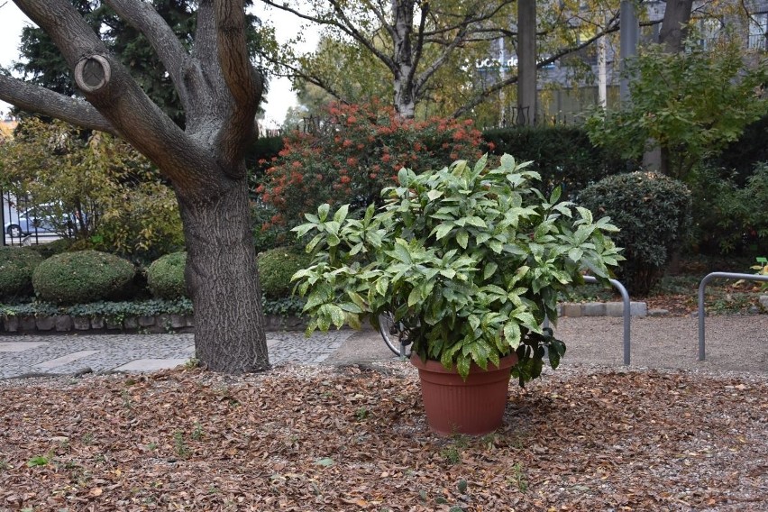 Ogród Botaniczny we Wrocławiu