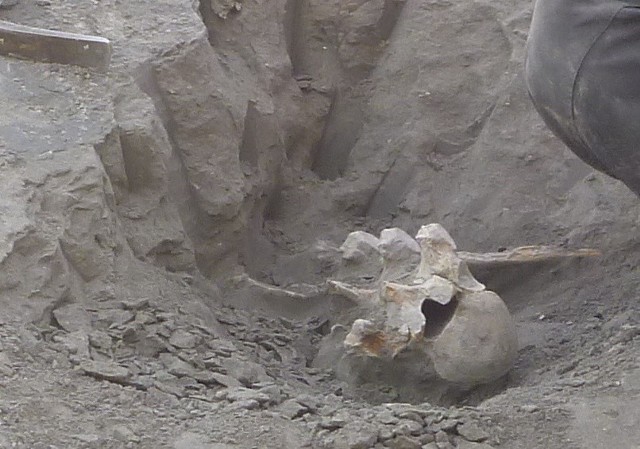 Podczas prac przy budowie drugiej nitki obwodnicy Gorzowa odkryty został szkielet nosorożca. Prawdopodobnie utonął tu w jeziorze, którego już nie ma.- To jedyny tak kompletny szkielet nosorożca znaleziony w Polsce. Zwierzę żyło tu około 125 tys. lat temu - mówił nam wczoraj dr Bogusław Przybylski z Państwowego Instytutu Geologicznego - Oddziału Dolnośląskiego we Wrocławiu. Tu właśnie trafiły szczątki nosorożca, jaki został znaleziony wiosną podczas prac przy budowie drugiej nitki obwodnicy miasta.- Na kości zwierzęcia natrafiono po ścięciu wysokiej na około 30 metrów skarpy - mówi dr Przybylski. Geolodzy pobierali wówczas do badań pyłki kopalne, bo w trakcie robót drogowych odsłonięte zostało jezioro kopalne (było tu około 125 tys. lat temu, miało 200-300 m szerokości). Ziemia oprócz pyłków skrywała jednak kości. Zostały przesłane do badania i okazało się, że to nosorożec. Szkielet nie posiadał już rogu, który uległ  rozkładowi.- Łacińska nazwa tego nosorożca to stephanorhinus. Żył na tych terenach, bo w tamtym okresie było tutaj cieplej niż teraz. Nosorożce spotykano również na terenie dzisiejszej Rosji - mówi naukowiec.Zobacz też:  Czy pod Zieloną Górą znaleziono kości mamuta?