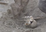 Nosorożec sprzed 125 tys. lat przy drodze S3 w Gorzowie [ZDJĘCIA]