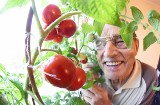 Zobacz, jakie pomidory rosną w domu Kazimierza Kąkola z Zielonej Góry [WIDEO, ZDJĘCIA]