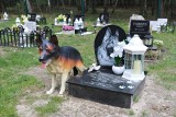 Wyjątkowy cmentarz dla zwierząt w Węgliskach koło Rakszawy. Zobacz, jak wygląda! [ZDJĘCIA]