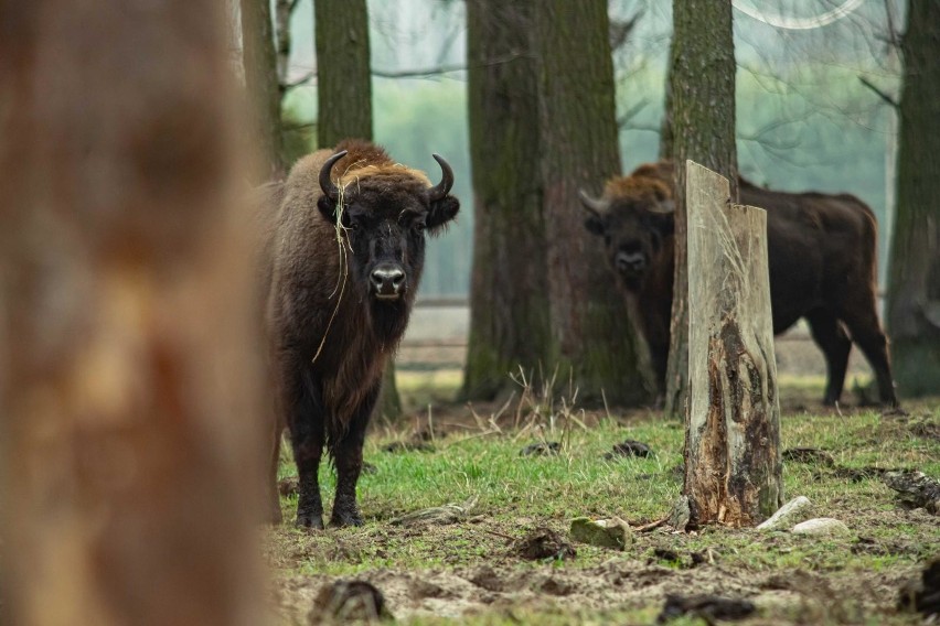 W Kiermusach koło Tykocina znajduje się prywatna hodowla...