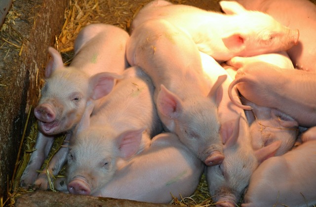 Pomoc finansowa dla producentów świń - wnioski do 15 lipca br. Producent trzody chlewnej może złożyć tylko jeden wniosek, który powinien obejmować świnie urodzone w wyznaczonym okresie we wszystkich należących do rolnika siedzibach stad.