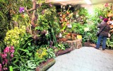 Ogród botaniczny prezentuje dwieście orchidei stu odmian i gatunków [zdjęcia]