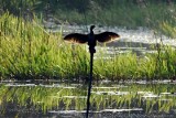 Opolscy ornitolodzy i rybacy kłócą się o kormorany