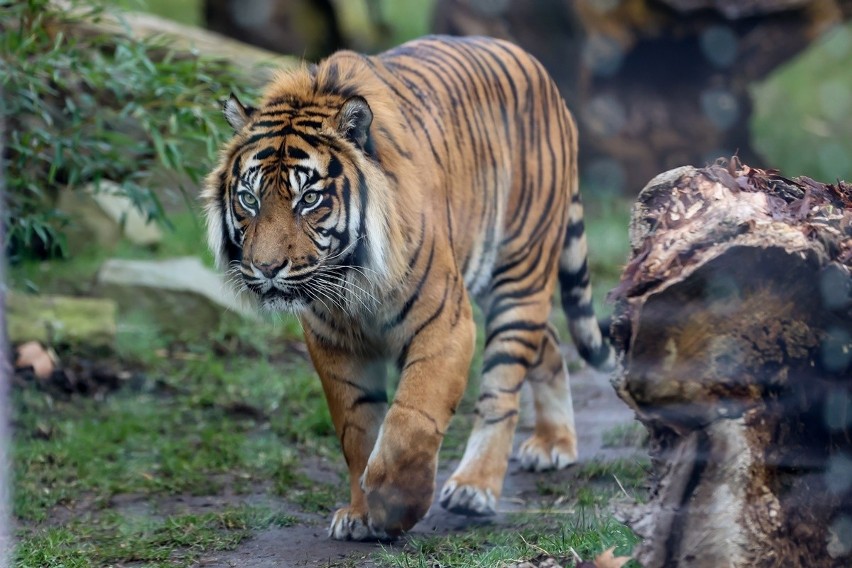 Tygrys Tengah urodził się 26 lutego 2009 r. Jego gatunek...