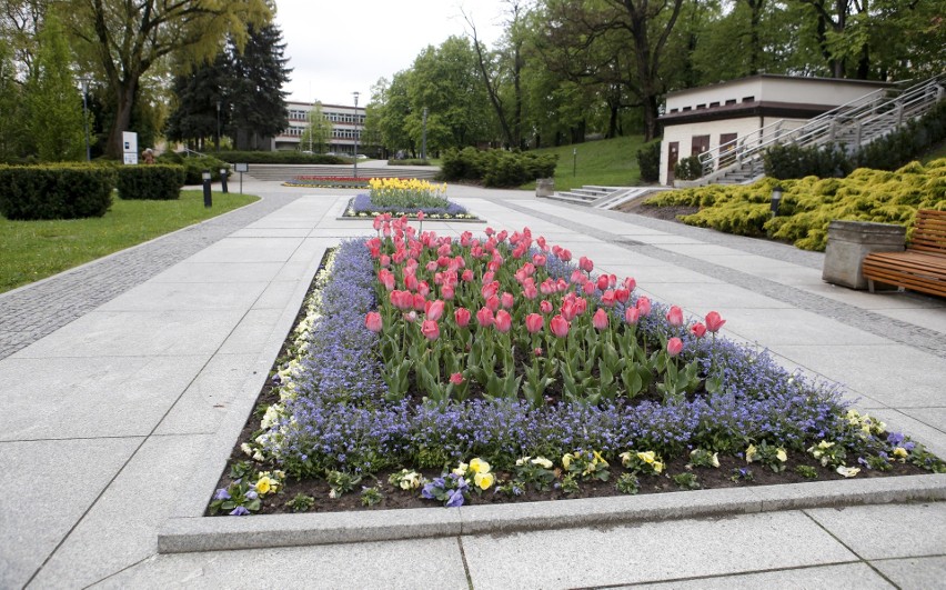 Rzeszów tonie w kwiatach. To wzbudza zachwyt wśród odwiedzających miasto [ZDJĘCIA]