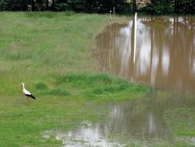 Teren, na którym powstanie kryta pływalnia, został w tym roku trzykrotnie podtopiony. Fot. Aleksander Gąciarz