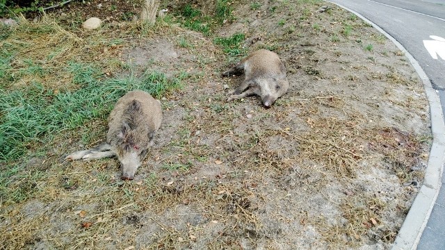 Dziki zostały znalezione w Zielonej Górze Raculi w niedzielę, 8 września.