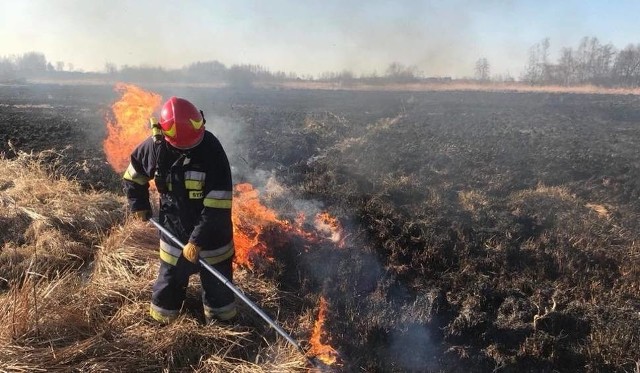 Na początku tego tygodnia pożar traw w Piastowie gasili między innymi strażacy z Jedlińska.