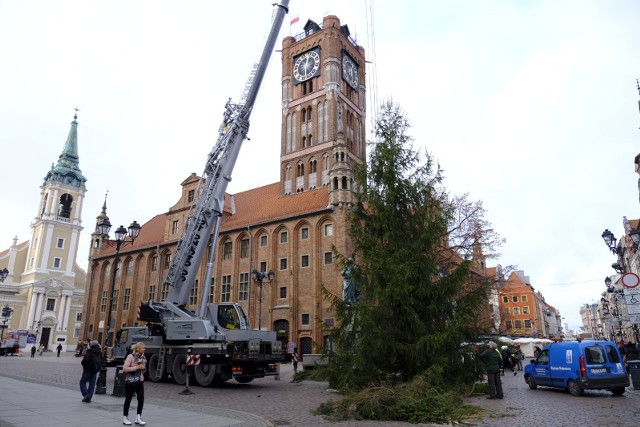 Tegoroczna choinka "Nowości" pochodzi z leśnictwa Tokary, które jest częścią Nadleśnictwa Golub-Dobrzyń, skąd choinki przyjeżdżają do Torunia od ponad 30 lat. Choinkę jak zawsze przywiozła i ustawiła na Rynku Staromiejskim toruńska firma eM-Tech, zaś zieloną kosmetyką - również jak zawsze - zajęli się pracownicy firmy Sybilscy.