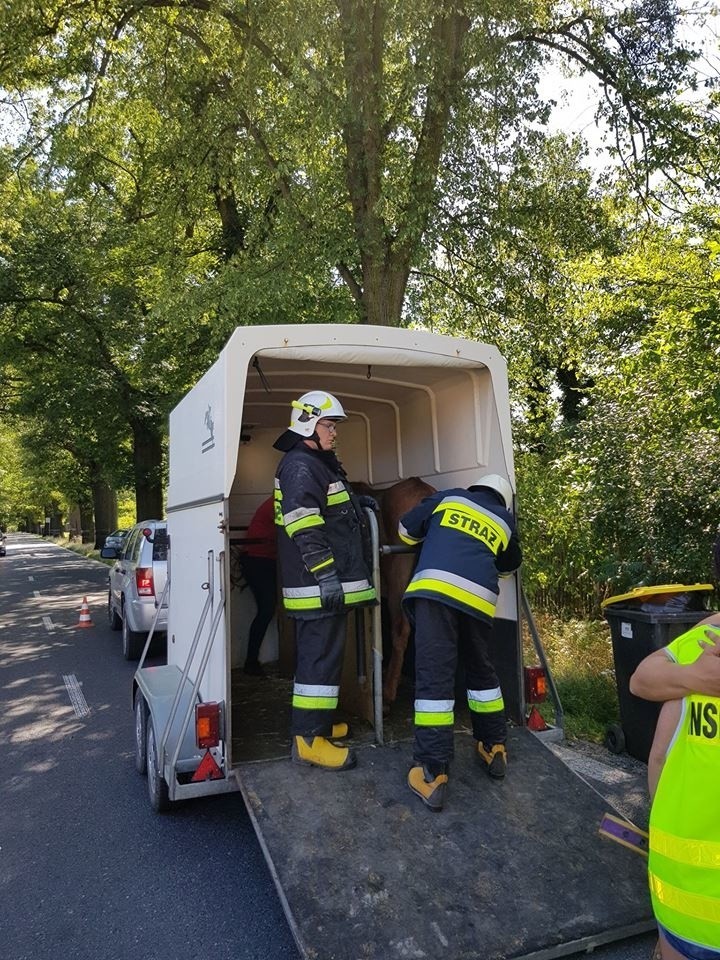 Zwierzęta był w tragicznym stanie.