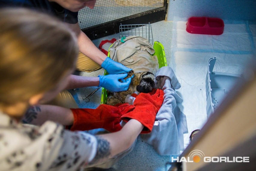 Weterynarze z gorlickiego Dzikiego Projektu zajęli się rannym żbikiem. Zwierzę znalazł przechodzień w okolicach Magurskiego Parku Narodowego