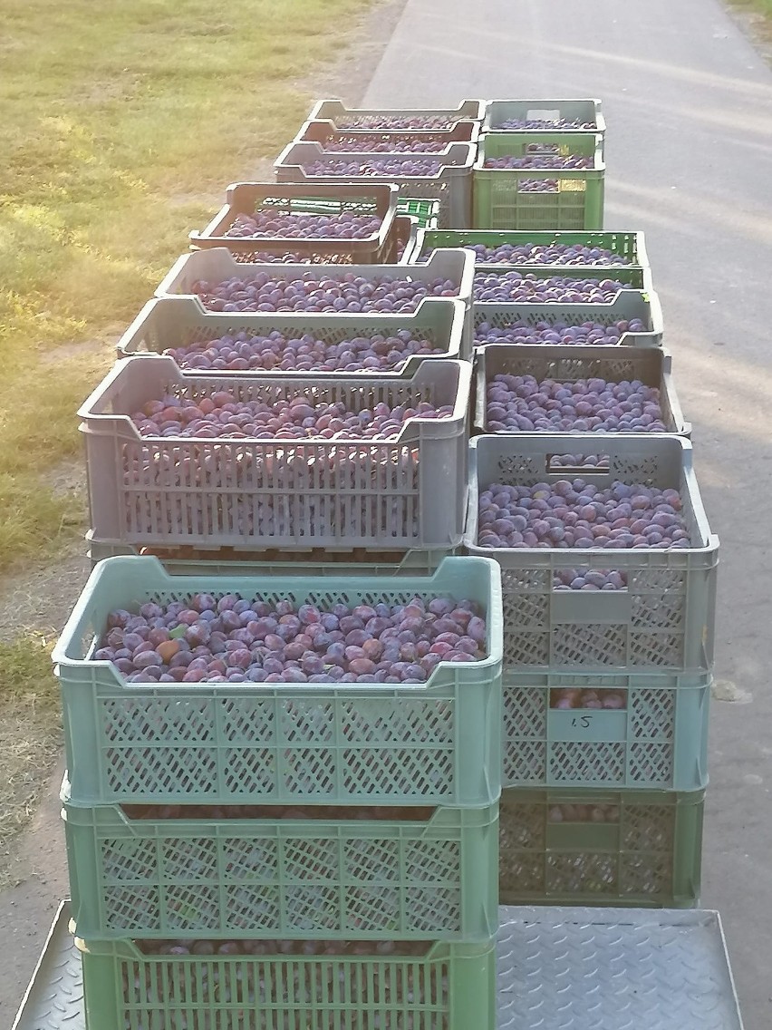 Sadownicy z powiatu sandomierskiego rozpoczęli zbiór jabłek. Za owoc przemysłowy dostają... 30 groszy za kilogram [ZDJĘCIA]