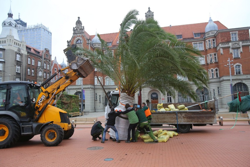 Palmy wróciły na rynek w Katowicach