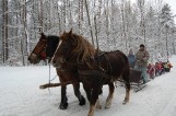 Kuligi 2017 na Kaszubach. Pod Wieżycą można pojeździć na sankach leśną trasą [CENNIK, KONTAKT]