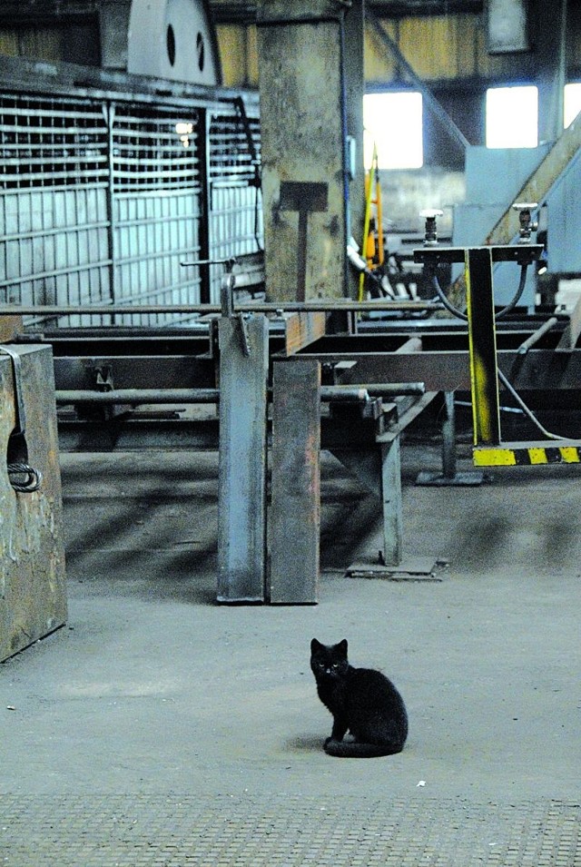 Mimo dzisiejszej wyprzedaży jest jeszcze szansa, że czarny kot w pustej hali ZNTK nie przyniesie zakładowi pecha