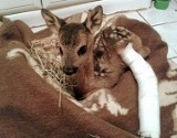 Bambi przeżył spotkanie z kosiarką. Dzięki rehabilitacji trafi znów do lasu