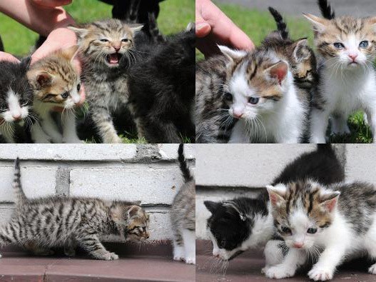 Małe kocięta i ich matka czekają na adopcję.