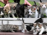 Urocze, małe kotki czekają na adopcję