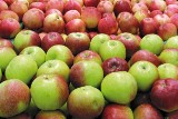 Bezpłatne jabłka dla mieszkańców gminy Pawłów