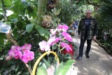 Wystawa orchidei w Sosnowcu 2018 PROGRAM + BILETY W Egzotarium będą też rośliny owadożerne i tilandsie. 