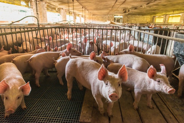 Przez dwa miesiące hodowcy świń mogą składać wnioski o refundację wydatków związanych z bioasekuracją.