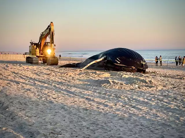 W niedzielę wieczorem na plaży w stanie Nowy Jork wyrzucony został ogromny humbak.