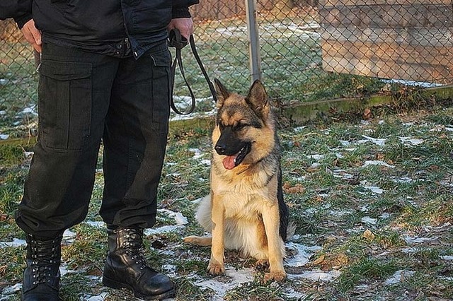 Owczarki niemieckie, to psy, które najczęściej "pracują" w policji.