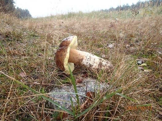 Kapelusz 18 cm, wysokość 22 cm. Ten grzyb znaleziony został...