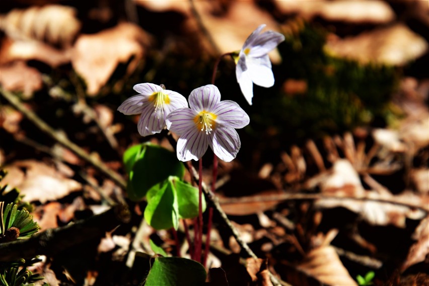 Wiosna w Pieninach. Bujna fauna i flora na Sokolicy, a do tego widok na ośnieżone Tatry