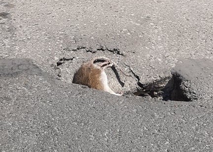 Tarnobrzeg. Dziura w drodze, w dziurze szczur. Czytelniczka alarmuje (ZDJĘCIA) 