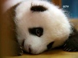 Tak odpoczywać umie tylko panda. Niezwykła sjesta w Chinach (WIDEO)