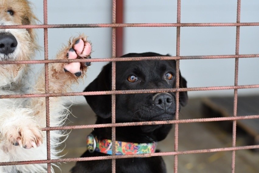 Schronisko w Zawierciu usilnie prosi o pomoc w adopcji zwierząt. Jak możesz zaadoptować lub pomóc? [VIDEO]