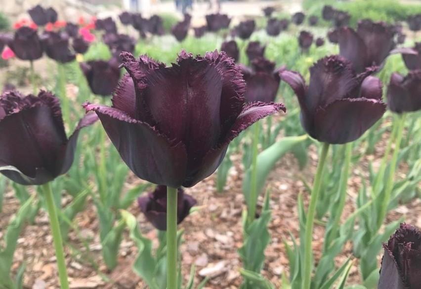 W Magicznych Ogrodach koło Janowca zakwitły tulipany. Zobacz zdjęcia 