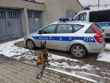 Na terenie posesji w Ozorkowie znaleziono środki odurzające. Policji pomógł pies Lambada
